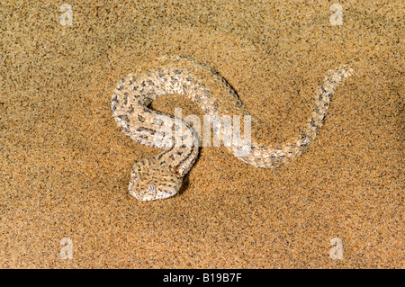 Peringuey il sommatore (Bitis peringueyi), Deserto Namibiano, Namibia, Africa Foto Stock