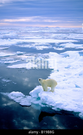 Adulto di orso polare (Ursus maritimus) caccia sulla banchisa. Svalbard, Norvegia. Foto Stock