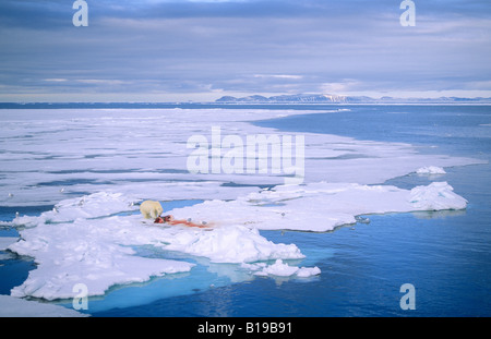 Adulto di orso polare (Ursus maritimus) alimentazione su un barbuto guarnizione (Erignathus barbatus) kill, frequentato da molti glaucous gabbiani e a s Foto Stock