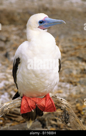 Rosso-footed booby (Sula sula websteri), colore bianco in fase, Isola Tower (aka Genovesa Island). Arcipelago delle Galapagos, Ecuador Foto Stock