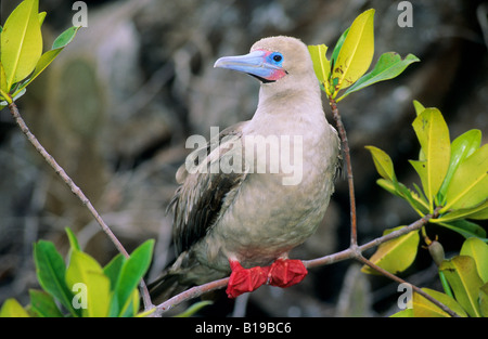 Rosso-footed booby (Sula sula websteri), colore marrone fase, Isola Tower (aka Genovesa Island), Arcipelago delle Galapagos, Ecuador Foto Stock