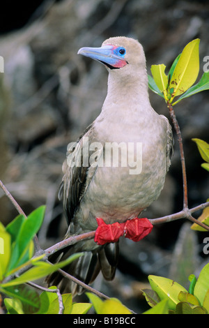 Rosso-footed booby (Sula sula websteri), colore marrone fase, Isola Tower (aka Genovesa Island). Arcipelago delle Galapagos, Ecuador Foto Stock