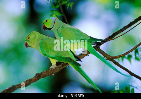 Il corteggiamento rose-inanellati cocorite (Psittacula krameri), India centrale. Foto Stock