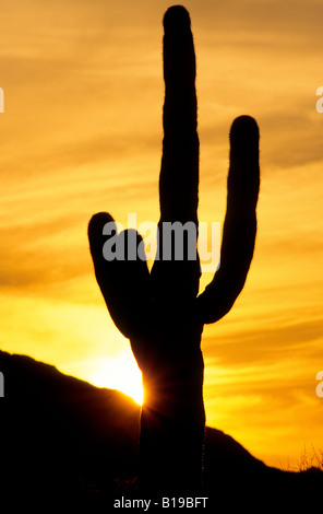 Cactus Saguaro (Carnegiea gigantea), Saguaro National Monument, Arizona, Stati Uniti d'America Foto Stock
