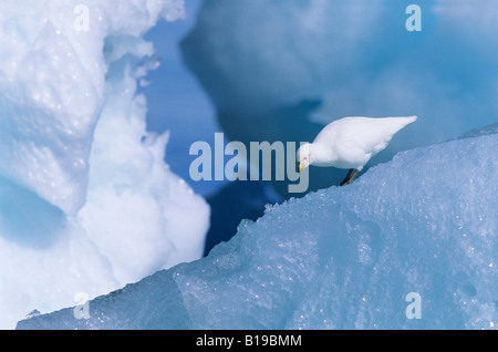 Snowy sheathbill (Chionis alba) alla ricerca di cibo sul ghiaccio del ghiacciaio, penisola Antartica Foto Stock