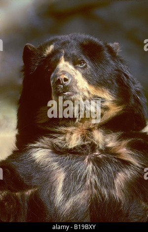 Spectacled bear (Tremarctos ornatus), Venezuela Foto Stock