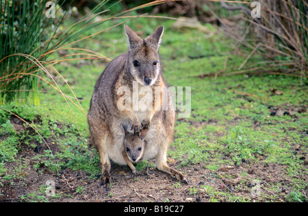 Madre tammar wallaby (Macropus eugenii) e Joey, Kangaroo Island, in Australia Foto Stock