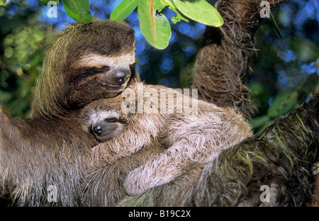 Madre il bradipo (Bradypus variegatus) e giovani, mangrovie, Panama America centrale.