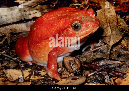 Rana pomodorro (Dyscophus antongili), Madagascar Foto Stock