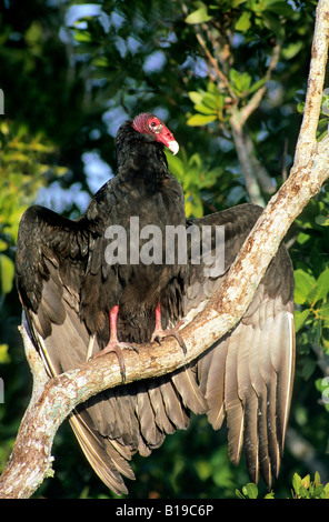 Adulto turchia vulture (Cathartes aura) a prendere il sole al mattino presto sunshine, Everglades National Park, Florida, Stati Uniti d'America Foto Stock