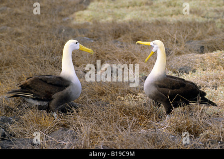 Il corteggiamento sventolato albatross (Diomedea irrorata) - specie endemiche, Cappa isola (aka all'Isola Espanola), Arcipelago delle Galapagos, Ecuado Foto Stock