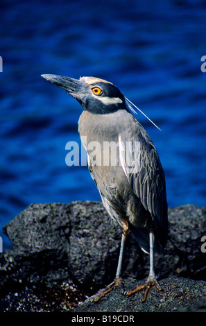 Giallo-incoronato nitticora (Nyctanassa violacea), James Island, Arcipelago delle Galapagos, Ecuador Foto Stock