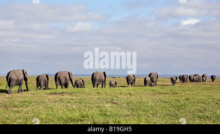 Kenya, Amboseli, Amboseli National Park. Una linea di elefante africano (Loxodonta africana) dirigendosi verso la palude di Amboseli NP. Foto Stock