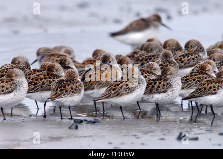 Stati Uniti d'America, Alaska rame delta del fiume. Western Sandpipers (Calidris mauri) e Dunlin (Calidris alpina), in primavera la migrazione. Foto Stock