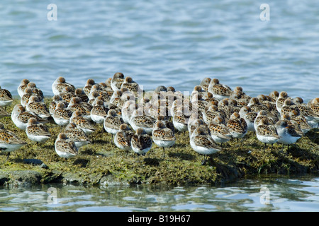 Stati Uniti d'America, Alaska, rame del delta del fiume. Western Sandpipers (Calidris mauri) e Dunlin (Calidris alpina), in primavera la migrazione. Foto Stock