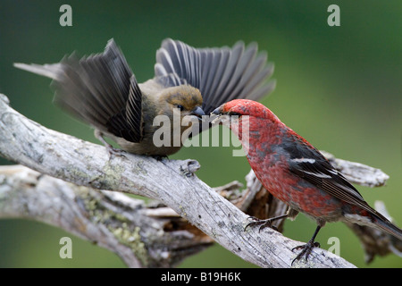 Stati Uniti d'America, in Alaska. Un maschio di Pine Grosbeak (Pinicola enucleator) alimenta una prole immaturi in Alaska range. Foto Stock