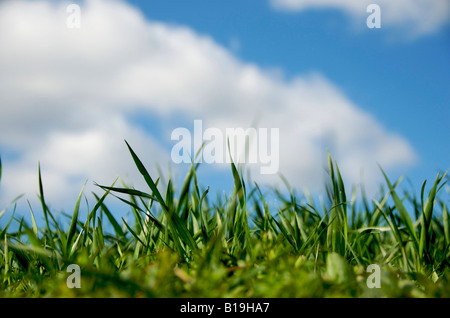 Erba, nuvole, cielo Foto Stock