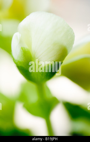 White begonia bud, close-up Foto Stock