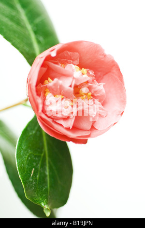 Pink Camellia flower, su sfondo bianco, close-up Foto Stock