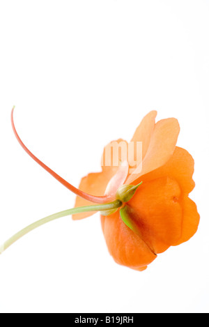 Orange impatiens fiore Foto Stock