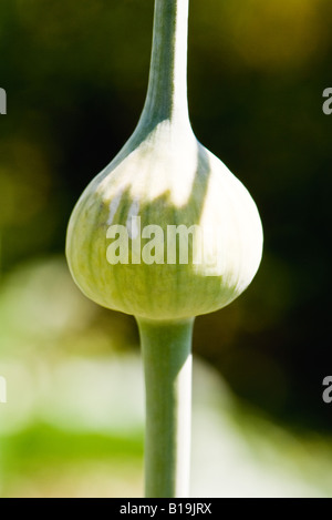 Germoglio dell'allium Foto Stock