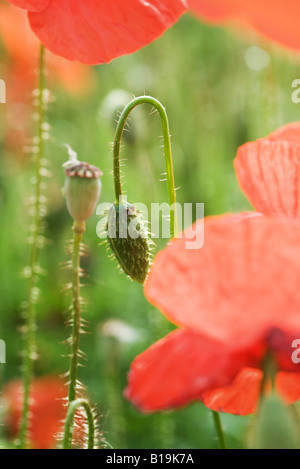 Papaveri rossi e boccioli di fiori recisi, close-up Foto Stock