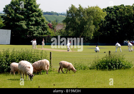 Village cricket a Exhall, Warwickshire, Inghilterra, Regno Unito Foto Stock