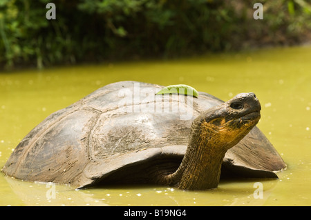 Una gigantesca tartaruga di prendere una pausa di raffreddamento lontano dal calore del sole di mezzogiorno, galapagos isalnds, Ecuador Foto Stock