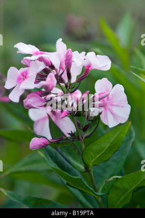 Phlox paniculata occhi luminosi Foto Stock