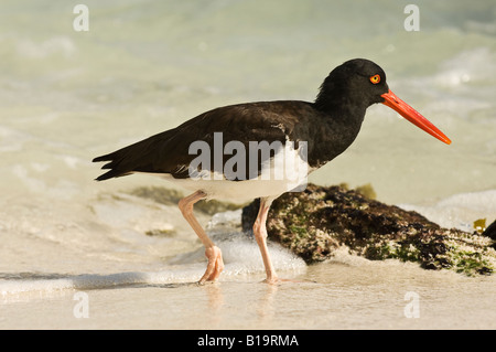 Un American Oystercatcher passeggiate lungo la costa alla ricerca di cibo Foto Stock