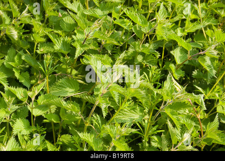 Ortica (Urtica dioica) Foto Stock