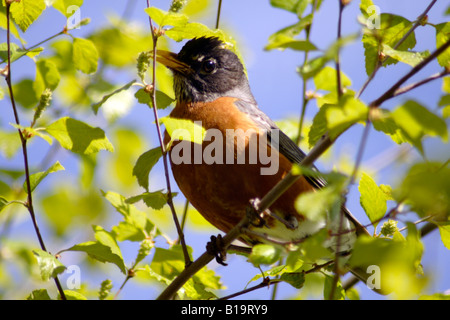 North American robin femmina (Turdus migratorius), Michigan, Stati Uniti d'America Foto Stock