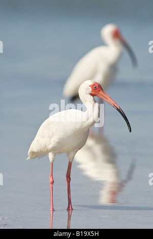 Un adulto allevamento piumaggio bianco Ibis Foto Stock