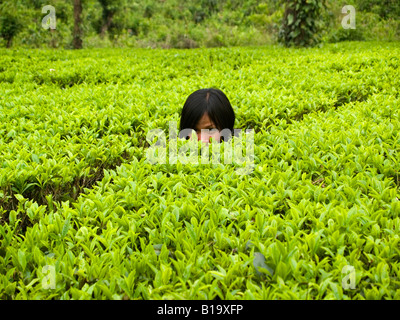 Il peering out di una piantagione di tè Assam in India Foto Stock