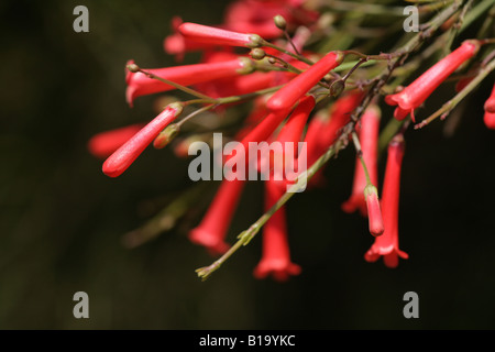 Russellia equisetiformis Foto Stock