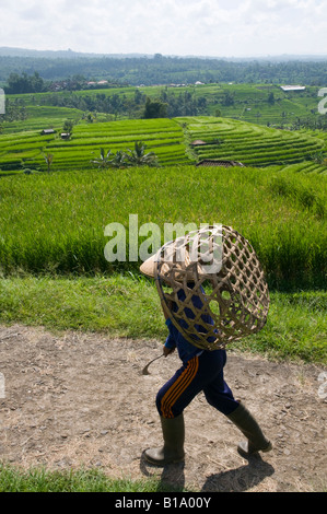 Indonesia Isola di Bali Jatiluwih risaie contadina camminando tra terrazze di riso con un grande cesto di bambù sul suo capo Foto Stock