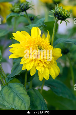 HELIANTHUS giorni felici Foto Stock