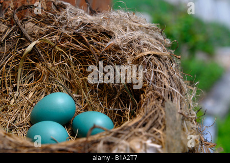 Tre blu American Robin giacenti le uova nel nido di uccelli in primavera Foto Stock