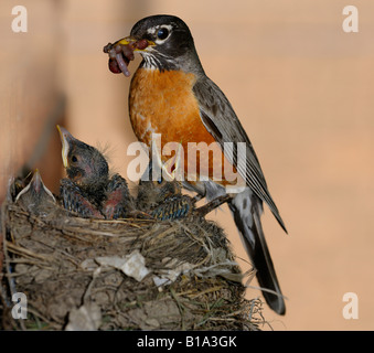 Lampeggiante madre American Robin con becco pieni di vermi per tre giovani pulcini con pin piume nel nido Foto Stock