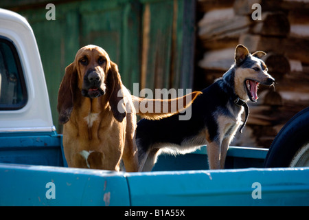 Cani nel vecchio pick up Truck, Wyoming Foto Stock