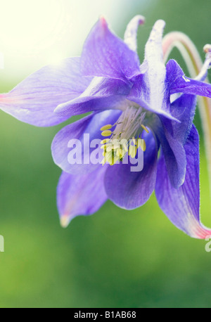 Nome comune: Aquilegia nome latino: Aquilegia Rununculaceae Foto Stock