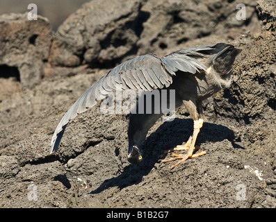 Lava ombreggiatura di airone la sua testa lontano dal sole caldo, isole Galapagos, Ecuador Foto Stock