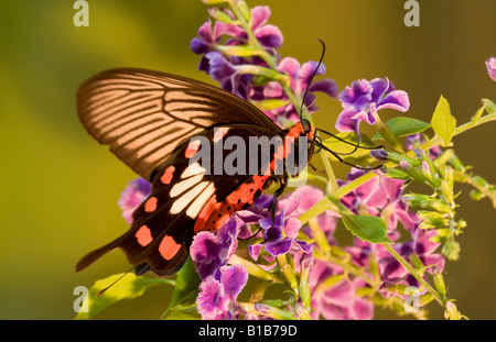 Il comune di Rose Butterfly ( Pachliopta aristolochiae) sui fiori di Duranta( Duranta Erecta) Foto Stock