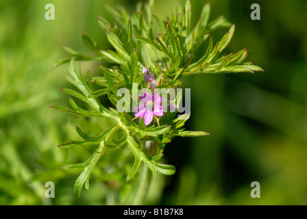 Tagliare lasciava cranesbill Geranium dissectum fioritura e foglie di distintivo Foto Stock