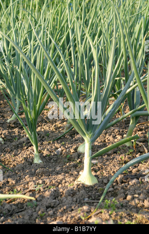 Allotment UK Foto Stock