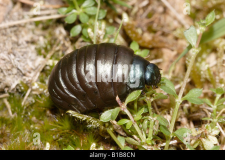 Becchi sanguinosa beetle Timarcha tenebricosa Chrysomelidae larva di mangiare heath bedstraw sulla brughiera REGNO UNITO Foto Stock