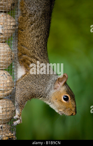 Scoiattolo grigio su Bird Feeder Foto Stock