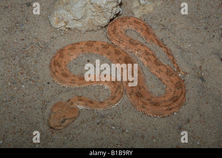 Saharan vipera cornuta - giacenti in sabbia / Cerastes cerastes Foto Stock