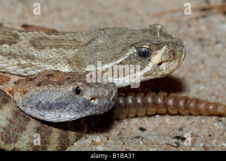 Due prairie rattlesnakes / Crotalus viridis Foto Stock