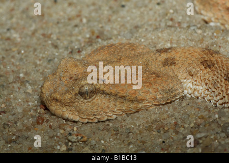 Saharan vipera cornuta - giacenti in sabbia / Cerastes cerastes Foto Stock